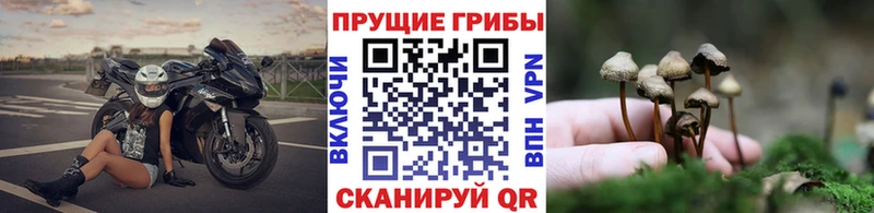 KRAKEN вход  Новосиль  Галлюциногенные грибы Magic Shrooms 